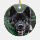 Suche nach akita ornamente Haustier