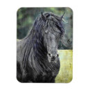 Suche nach stallion magnete Friesisch