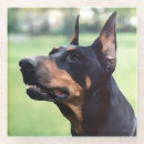 Suche nach pinscher untersetzer Dobermann