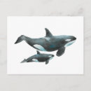 Suche nach orca wal postkarten Aquarell