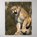 Suche nach concolor poster Big cat