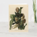 Suche nach lila vogel karten Vogelvogel