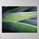 Suche nach agave poster Kaktus