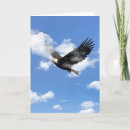Suche nach weißkopfseeadler karten Vogel
