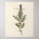 Suche nach französischer lavendel poster Botanisch