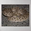 Suche nach rattlesnake poster Diamantbacken
