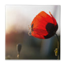 Suche nach spinnen fliesen Blume