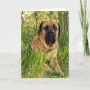 Suche nach mastiff karten Foto