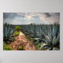 Suche nach agave poster Fotografie