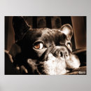 Suche nach französische poster Hund