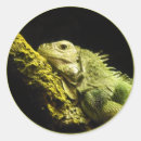 Suche nach grüner leguan Fotografie