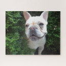 Suche nach französische bulldoggen puzzle Fotografie