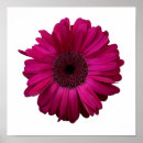 Suche nach gerbera poster Floral