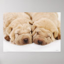 Suche nach shar pei poster Tiere
