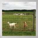 Suche nach ziegen poster Foto