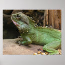 Suche nach reptilien kunst poster Leben