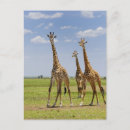Suche nach giraffa camelopardalis Vertikal