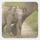 Suche nach asiatischer elefant aufkleber Fauna