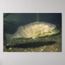 Suche nach hecht poster Walleye
