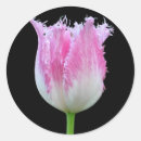 Suche nach rosa tulpen aufkleber Blüte