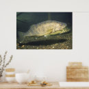 Suche nach hecht poster Walleye