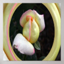 Suche nach graue rose poster Rosa