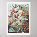 Suche nach hummingbird poster Vintage