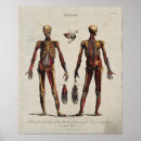 Suche nach vintage biologie poster Anatomisch