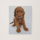 Suche nach gekritzel puzzle Goldendoodle