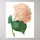 Suche nach hortensia poster Botanisch