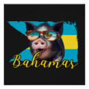 Suche nach pigs poster Schweine