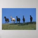 Suche nach araber poster Arabs