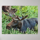 Suche nach huf poster Wild