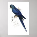 Suche nach edward lear Cockatoo