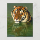 Suche nach bengalen postkarten Tiger