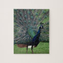 Suche nach peacock puzzle Feder