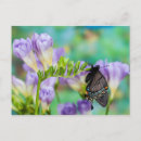 Suche nach monarchfalter postkarten Blume