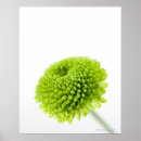 Suche nach blumenkopf poster Natur