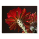 Suche nach kaktusblüte poster Kakteen