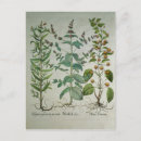 Suche nach plant postkarten Botanical