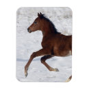 Suche nach fohlen karten Foto