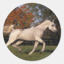 Suche nach arabische pferde aufkleber Reiter