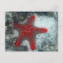 Suche nach starfish postkarten Nautisch
