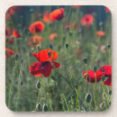 Suche nach mohnblumen untersetzer Foto