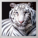 Suche nach weißer tiger poster Streifen