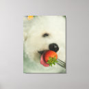 Suche nach bichon frise kunst poster Tier