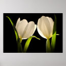 Suche nach weißer hintergrund poster Blume