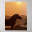 Suche nach horse silhouette poster Pferd