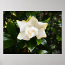 Suche nach gardenia poster Flower