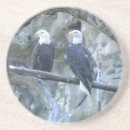 Suche nach kahl untersetzer Vögel